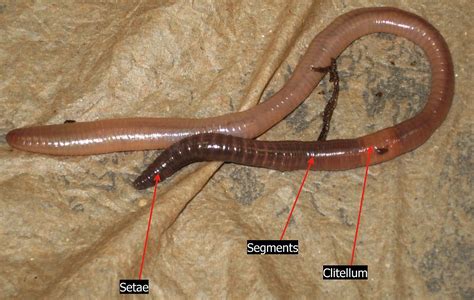 Do worms have 8 legs?